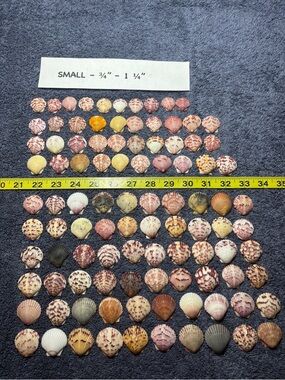 100 - Sanibel Island Scallop Seashell Collection - Small Size 3/4” - 1 1/4”.